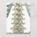 Search for vertebrae postcards Small business