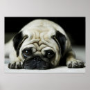 Search for pug posters Puppies