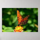 Search for fritillary posters Wildlife