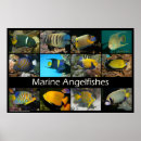 Search for angelfish art Marine