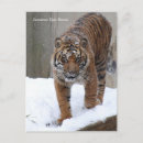 Search for sumatran postcards Animal