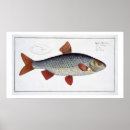 Search for ichthyology posters Andreas ludwig