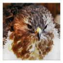 Search for red tailed hawk posters Birds