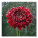 Search for vibrant flowers posters Red