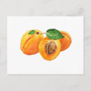 Search for apricot postcards Watercolor