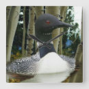 Search for loon clocks Bird
