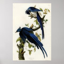 Search for audubon birds posters Jay