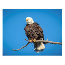 Search for american wildlife posters Birds of prey