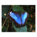 Search for blue morpho butterfly posters Garden