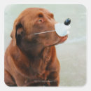 Search for chocolate labrador stickers Brown