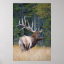 Search for cervus posters Autumn