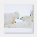 Search for threatened magnets Snow