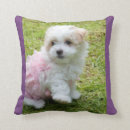 Search for poodle cushions Cute puppy