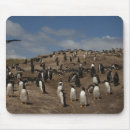 Search for gentoo penguin electronics Colony