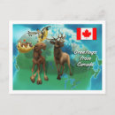 Search for canadian moose postcards Cute