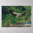 Search for osprey bird posters Nest