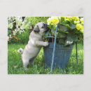 Search for mop postcards Animals