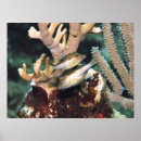 Search for puffer posters Sea life