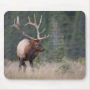 Search for bull elk electronics Canada