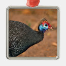 Search for guinea fowl gifts Wildlife