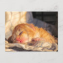 Search for sleeping baby postcards Cat