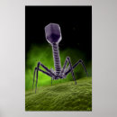Search for bacteriophage Microbiology
