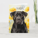 Search for cane corso Dogs