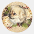 Search for tibetan spaniel stickers Dog