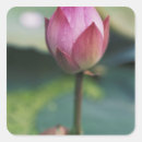 Search for bud stickers Blossom