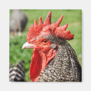 Search for scot magnets Bird