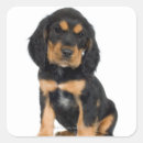 Search for rottweiler puppy stickers Dog