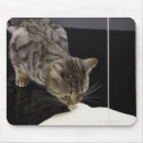Search for grey tabby cat mousepads Animals