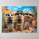 Search for meerkat posters Cute