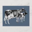 Search for cow drawing postcards Vintage
