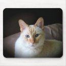 Search for flame point siamese cat Animal