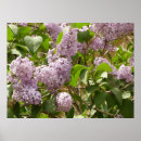 Search for lilac bushes posters Floral
