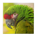 Search for avian tiles Jaynes gallery