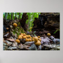 Search for puffball Fungi
