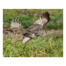 Search for 16x20 art Bird