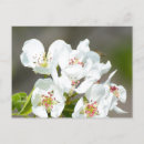 Search for pear tree postcards Bloom