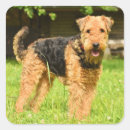 Search for airedale terrier stickers Animal