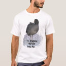 Search for coot Bird