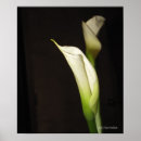 Search for cala art Lilies