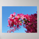 Search for apple tree posters Blooming