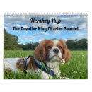 Search for pups Cavalier
