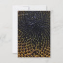 Search for sunflower seed Botanical