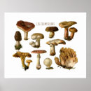 Search for mushroom art Botanical
