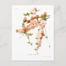 Search for prunus postcards Blossom