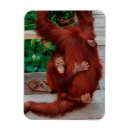 Search for borneo magnets Orangutan