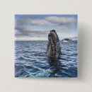 Search for humpback badges Sea